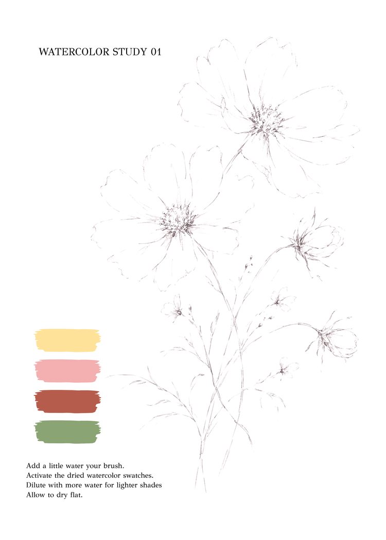 A watercolor study sheet titled 'WATERCOLOR STUDY 01' with faint floral line drawings on a white background, four painted color swatches in yellow, pink, rust, and olive green, and small instructions at the bottom.