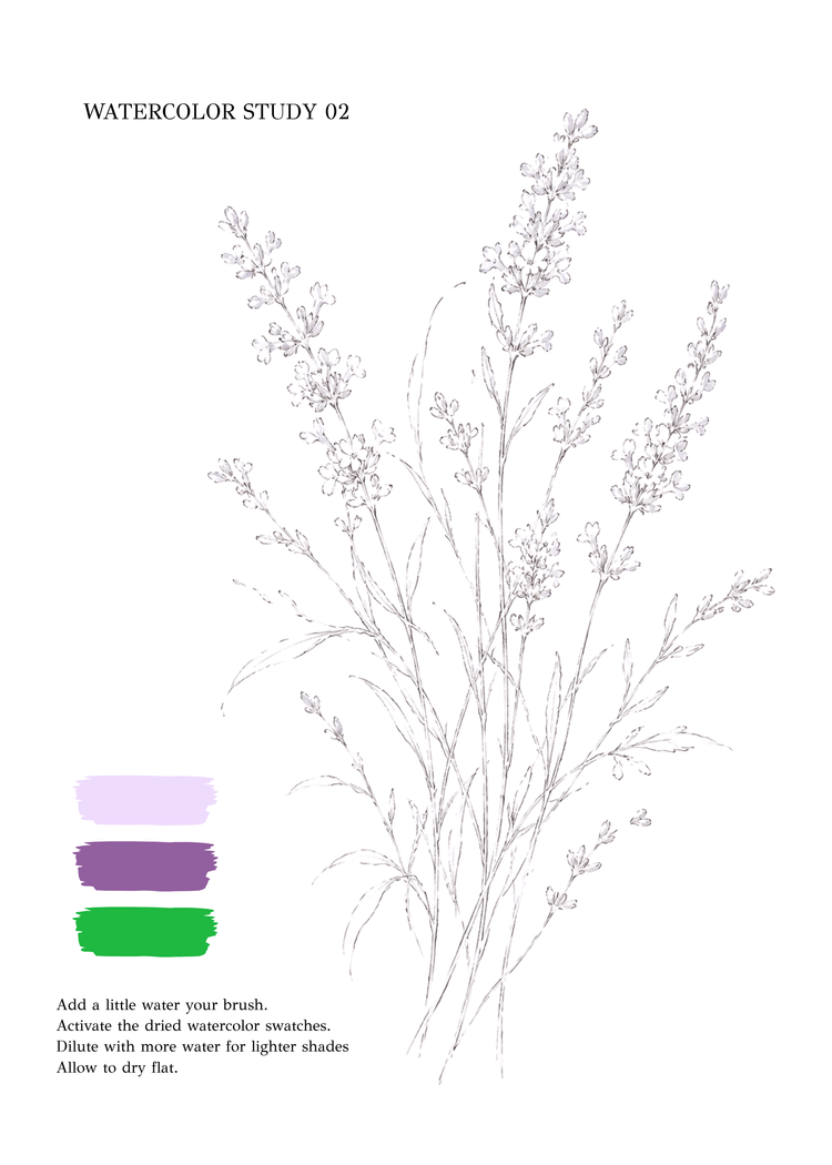 A watercolor study page featuring a delicate botanical line drawing of flowering stems on a white background, with three color swatches in light lavender, purple, and green, and instructional text.