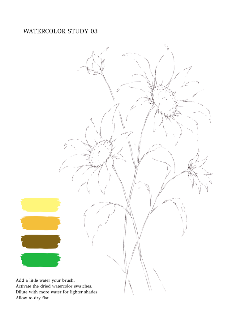 A watercolor study page featuring a black-and-white line drawing of sunflower-like flowers, with four color swatches in yellow, orange, brown, and green on the left, and text instructions at the top and bottom.
